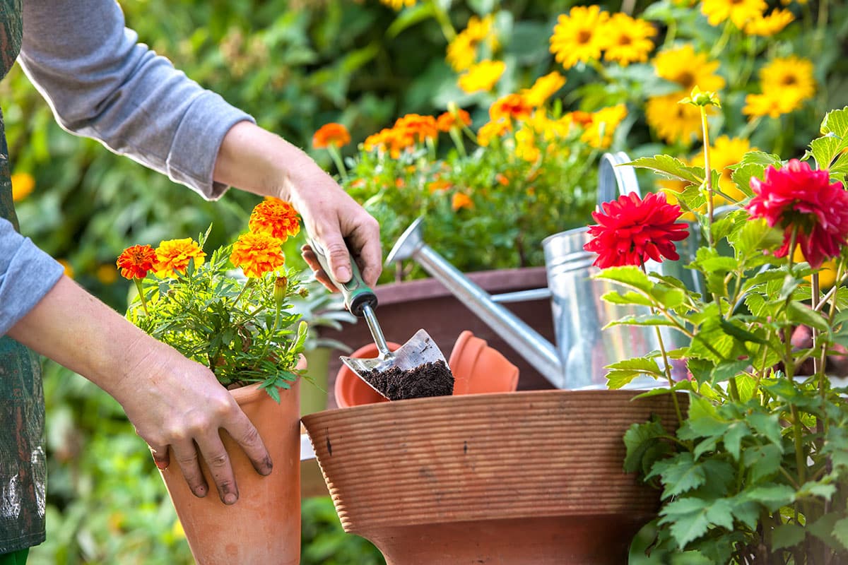 “Year-Round Blooms: Master the Art of Potted Gardens with These Seasonal Tips”