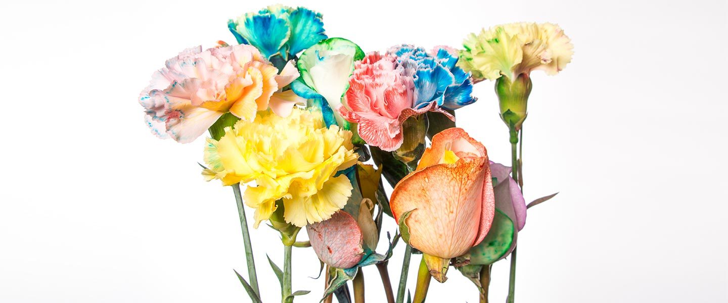 “Carnations in Technicolor: A Vibrant Journey through the Gardens”
